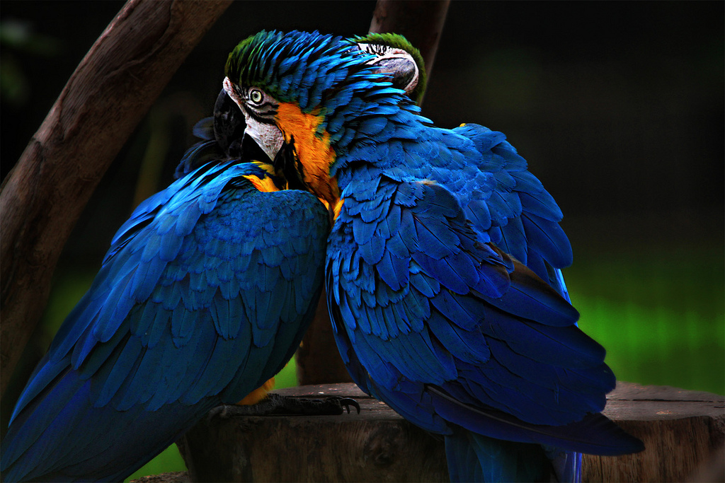 paars Canberra Schrijfmachine de papegaai - diere